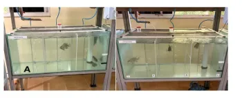 Til�pias-do-Nilo em aqu�rios sem e com divis�rias individuais no estudo. Foto: Victor Biguetti.