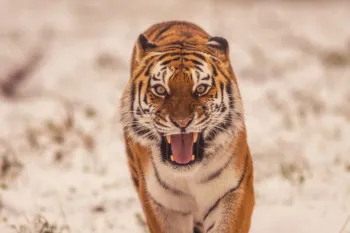 O que acontece agora com Altai, o tigre?