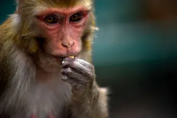 Volunt�rios alimentam animais famintos no Nepal (Imagem: NurPhoto via Getty Images)