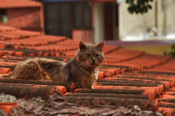 Gatos de col�nia acompanhados pelo estudo da UnB