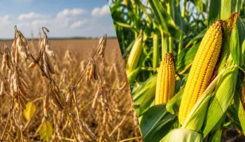 A produ��o brasileira de soja e milho deve voltar a crescer na safra 2026/27, segundo a Datagro Gr�os