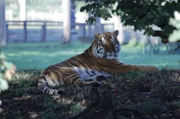 Altai the tiger has been pictured on display during the reopening of the park today (Image: Andrew Stenning/Daily Mirror)