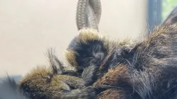 Com os novos g�meos, o Cecfau chega � marca de 29 saguis-da-serra-escuros nascidos na institui��o