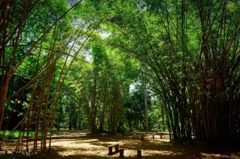 Estrutura da Funda��o Florestal de S�o Paulo