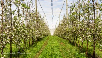 Colmeias de abelhas distribu�das nos pomares de macieiras da Rasip Agro