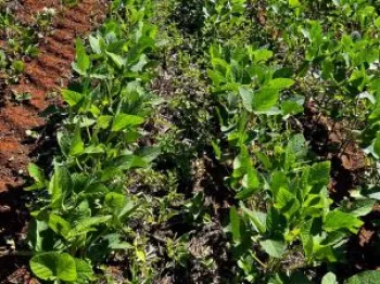 Controle precoce de plantas daninhas ajuda a preservar o potencial produtivo da lavoura