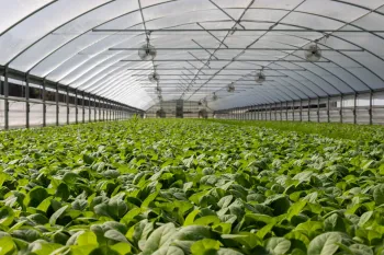 ILPF: integra��o lavoura-pecu�ria-floresta transforma o agroneg�cio brasileiro