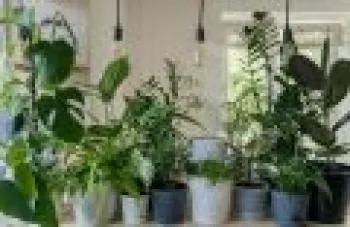 Plantas apresentam sintomas de que algo n�o est� adequado, como bordas amareladas