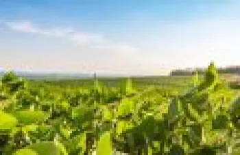 Da soja brasileira, � poss�vel criar produtos e solu��es para diversas �reas, aumentando o valor do gr�o. �FreePik