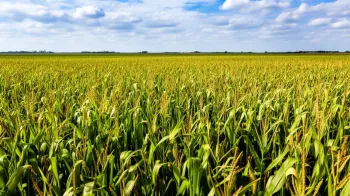 Foto ilustrativa: USDA eleva safra americana de milho e soja com �rea maior (IA)