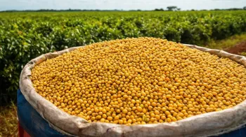 Foto ilustrativa: Exporta��es de soja brasileira devem crescer 15% em julho (IA)