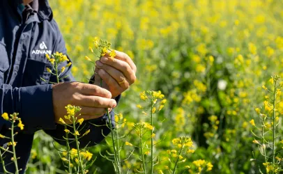 Canola avan�a no Brasil como op��o rent�vel no inverno