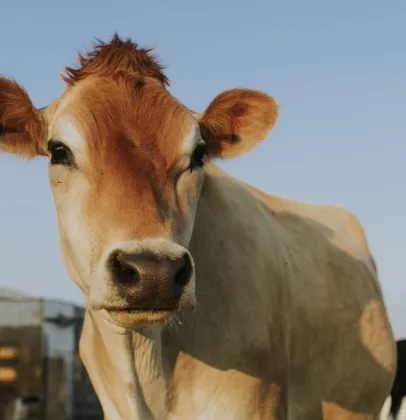 Tecnologia de biometria bovina chega ao Brasil com foco em rastreabilidade e seguran�a no campo