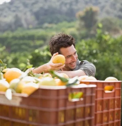 Egito e �frica do Sul dominam mercado global de laranja de mesa e ampliam press�o sobre concorrentes