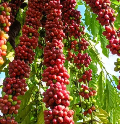Com assist�ncia t�cnica da Empaer, cafeicultura de Colniza alcan�a produtividade recorde