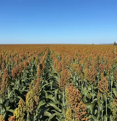 Com safrinha sob risco, produtor encontrou no sorgo uma solu��o para rentabilidade e manejo de plantas daninhas