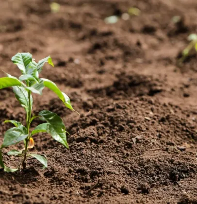 Cuidados no cultivo de hortali�as e frutas no inverno