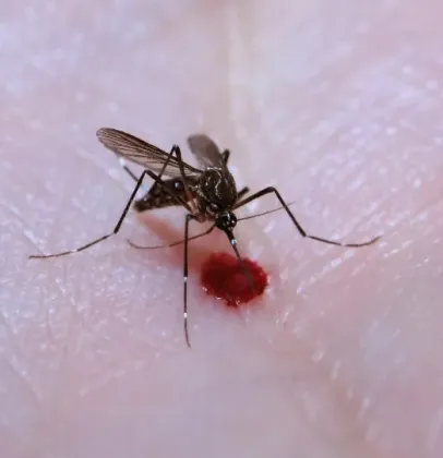 Brasil: 49% dos munic�pios est�o em alerta para o mosquito da dengue