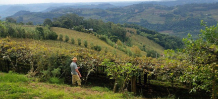 Pacto da Uva' faz trabalho formal na vinicultura da Serra Gacha crescer 300%