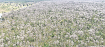Operao Cordilheira sequestra propriedades e aplica multa de R$ 2,8 bilhes por desmate qumico no Pantanal