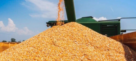 Custeio da safra de milho em Mato Grosso tem leve queda