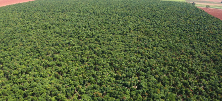 Ativo florestal atrai investimento internacional e contribui para movimentao milionria