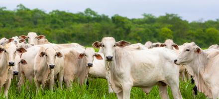 MT bate recorde histrico com abate de 627 mil cabeas de gado em maio