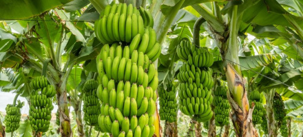 Unidades de produo de banana devem ser cadastradas em SP