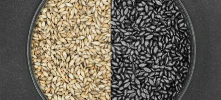 Qualidade do tratamento de sementes forrageiras e sua influncia na produtividade e lucratividade da pastagem