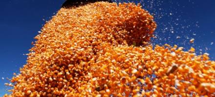 Colheita do milho avana 7% no Paran e ganha ritmo em junho, aponta Deral