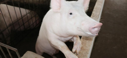 Campanha de atualizao de estoque de rebanhos comea em MT nesta quinta-feira (1)
