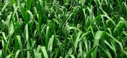 Tarifa dos EUA impulsiona modernizao das pastagens e eficincia na pecuria brasileira