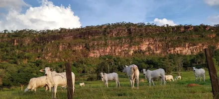 Mato Grosso fecha 2025 com 31,6 milh�es de bovinos, aponta Indea