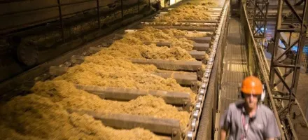 Produ��o global de a��car alcan�a pico em 2025/26, mas recua em 2026/27