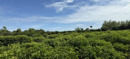 Expedi��o rota do caf� leva ci�ncia e inova��o diretamente ao produtor de pequena escala