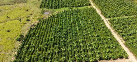 Expedi��o Rota do Caf� leva pesquisa e orienta��o t�cnica a produtores da capital do caf� em MT