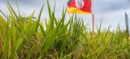 Alta do diesel e fretes pressiona cadeia do arroz e eleva custos log�sticos