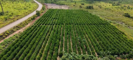 Rota do Caf� chega a Cotrigua�u e Ju�na com informa��es sobre o plantio para o crescimento da produ��o