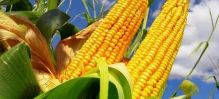 Safra de milho do Brasil 2025/26 deve atingir 140,3 milh�es de toneladas, aponta Hedgepoint