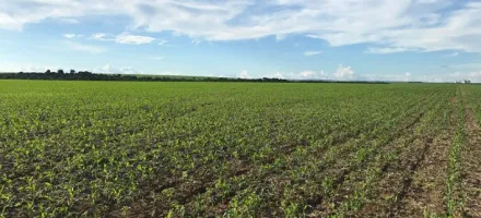 Atraso no plantio da safrinha eleva risco clim�tico e impulsiona rea��o nos pre�os do milho