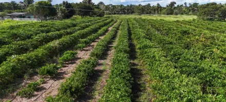 Tecnologia da Empaer chega ao campo e renova a esperan�a de produtores em Cotrigua�u