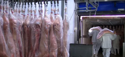 Exporta��es de carne su�na do Brasil batem recorde hist�rico em mar�o