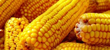 Pre�os do milho recuam no Brasil com avan�o da colheita e maior oferta no mercado