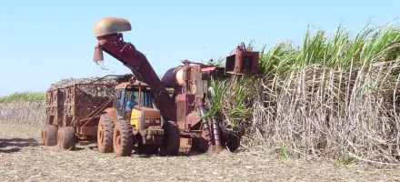 Produ��o de cana recua, mas etanol atinge e a��car se mant�m em alta