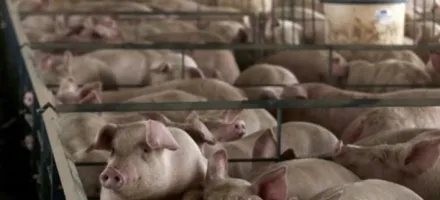 Pre�o do su�no cai no Brasil mesmo com exporta��es recordes e pressiona margens do produtor