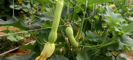 Produ��o de abobrinha no Paran� movimenta R$ 101 milh�es e consolida Estado como 4� maior produtor do Brasil