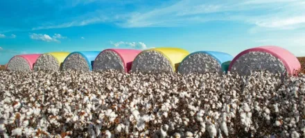 Safra de algod�o 2025/26 do Brasil deve atingir 3,86 milh�es de toneladas, aponta StoneX