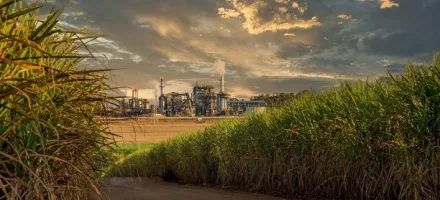 Safra de cana 2025/26 no Centro-Sul fecha com 611 milh�es de toneladas e setor inicia novo ciclo priorizando etanol