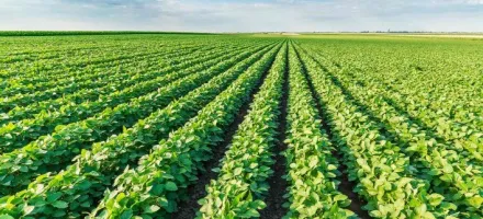�rea de soja cresce quase 300 mil hectares em MT e RO mesmo com cr�dito rural mais restritivo