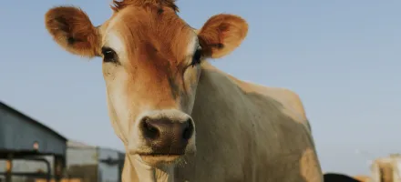 Tecnologia de biometria bovina chega ao Brasil com foco em rastreabilidade e seguran�a no campo